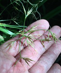 Rhynchospora inundata