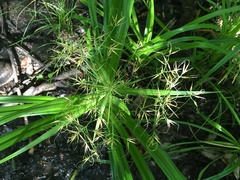 Rhynchospora inundata