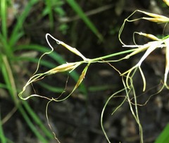 Rhynchospora inundata