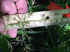 Rhynchospora inundata