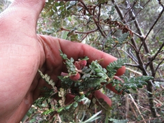 Weinmannia tomentosa