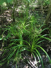 Rhynchospora inundata