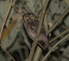 Megascops atricapilla