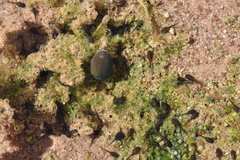 Hydrochara lineata