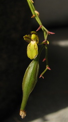 Leochilus labiatus