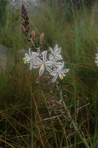 Salty Capespinach (Trachyandra saltii)
