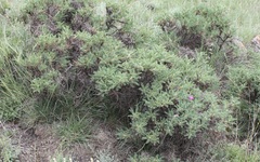Astragalus denudatus