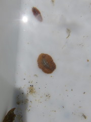 Thysanozoon brocchii