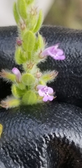 Hedeoma reverchonii serpyllifolia
