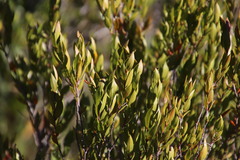 Diospyros glabra