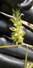 Hedeoma reverchonii serpyllifolia