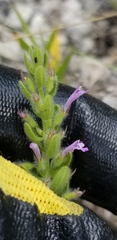 Hedeoma reverchonii serpyllifolia