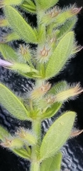 Hedeoma reverchonii serpyllifolia