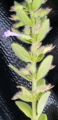 Hedeoma reverchonii serpyllifolia
