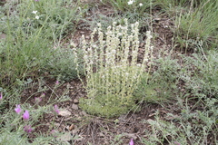 Artemisia alpina