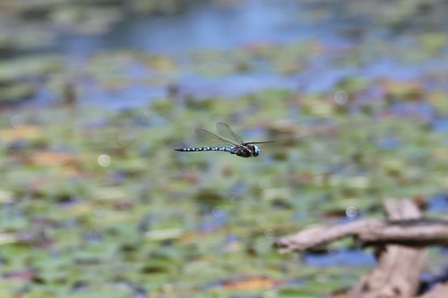 Spatterdock Darner photo 6