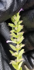 Hedeoma reverchonii serpyllifolia