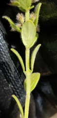 Hedeoma reverchonii serpyllifolia