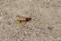 Delta unguiculatum