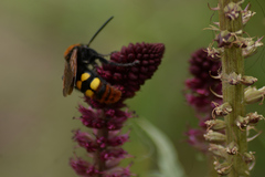 Megascolia maculata maculata
