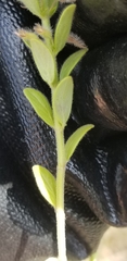 Hedeoma reverchonii serpyllifolia