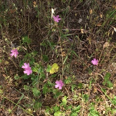 Sidalcea malviflora malviflora