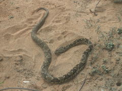 Bothrops mattogrossensis
