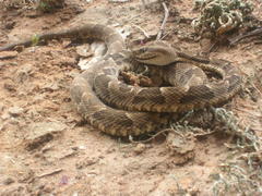 Bothrops mattogrossensis
