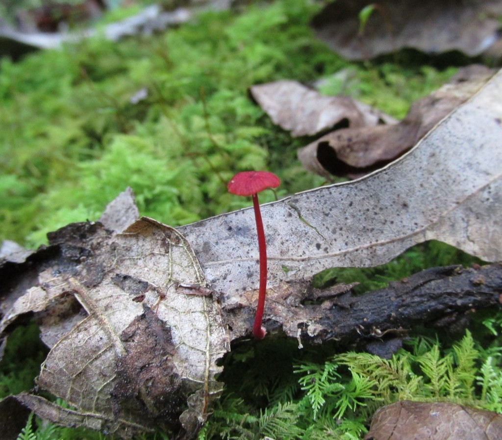 Ruby Bonnot ruby bonnet from Cobark NSW 2422, Australia on April 23, 2019 at 12:07 ...