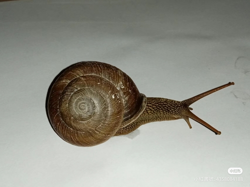 Nesiohelix moreletiana