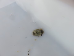 Rhyssoplax olivacea