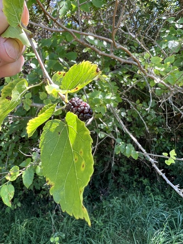 moruša čierna (Morus nigra)