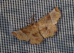 Selenia lunularia