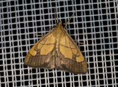 Evergestis limbata