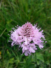 Traunsteinera globosa