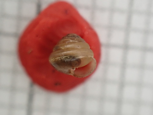 Euconulus chersinus, 2024-06-21