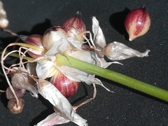 Allium roseum roseum