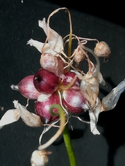 Allium roseum roseum