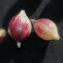 Allium roseum roseum