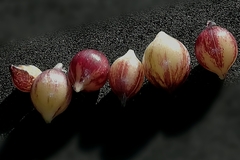 Allium roseum roseum