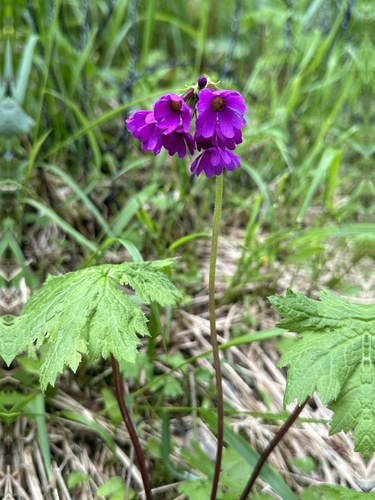 Primula jesoana, photograph 3