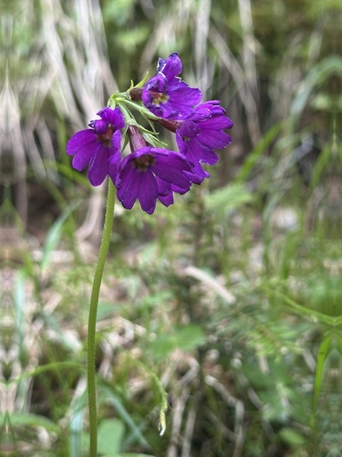 Primula jesoana, photograph 4