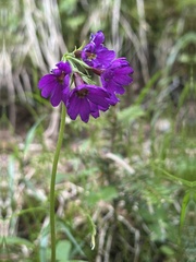 岸本年郎, CC BY, iNaturalist via GBIF Primula jesoana, photograph 岸本年郎, CC BY, iNaturalist via GBIF