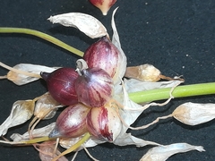 Allium roseum roseum