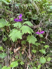 岸本年郎, CC BY, iNaturalist via GBIF Primula jesoana, photograph 岸本年郎, CC BY, iNaturalist via GBIF