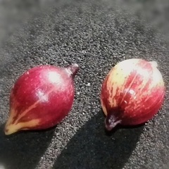 Allium roseum roseum