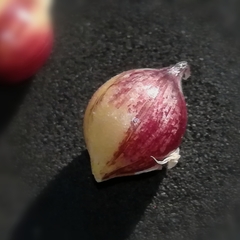 Allium roseum roseum