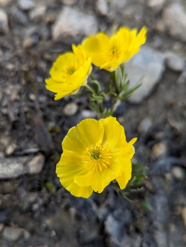 Image of Ranunculus adoneus by (c) My-Lan Le, some rights reserved (CC BY)