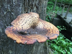 Cerioporus squamosus