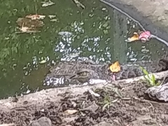 Crocodylia